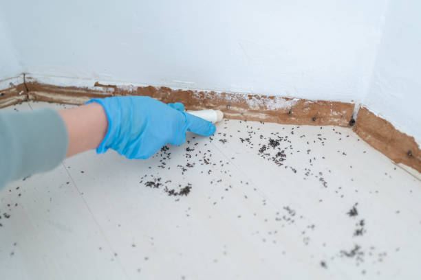 Flea Control Services in Florence, CO